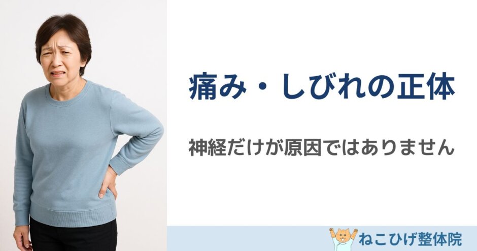 椎間板ヘルニア 痛み しびれ 仕組み 島原 整体 ねこひげ整体院