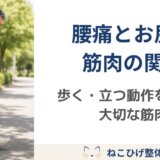 腰痛とお尻の筋肉の関係｜歩く・立つ・起き上がる動作を支える大切な筋肉